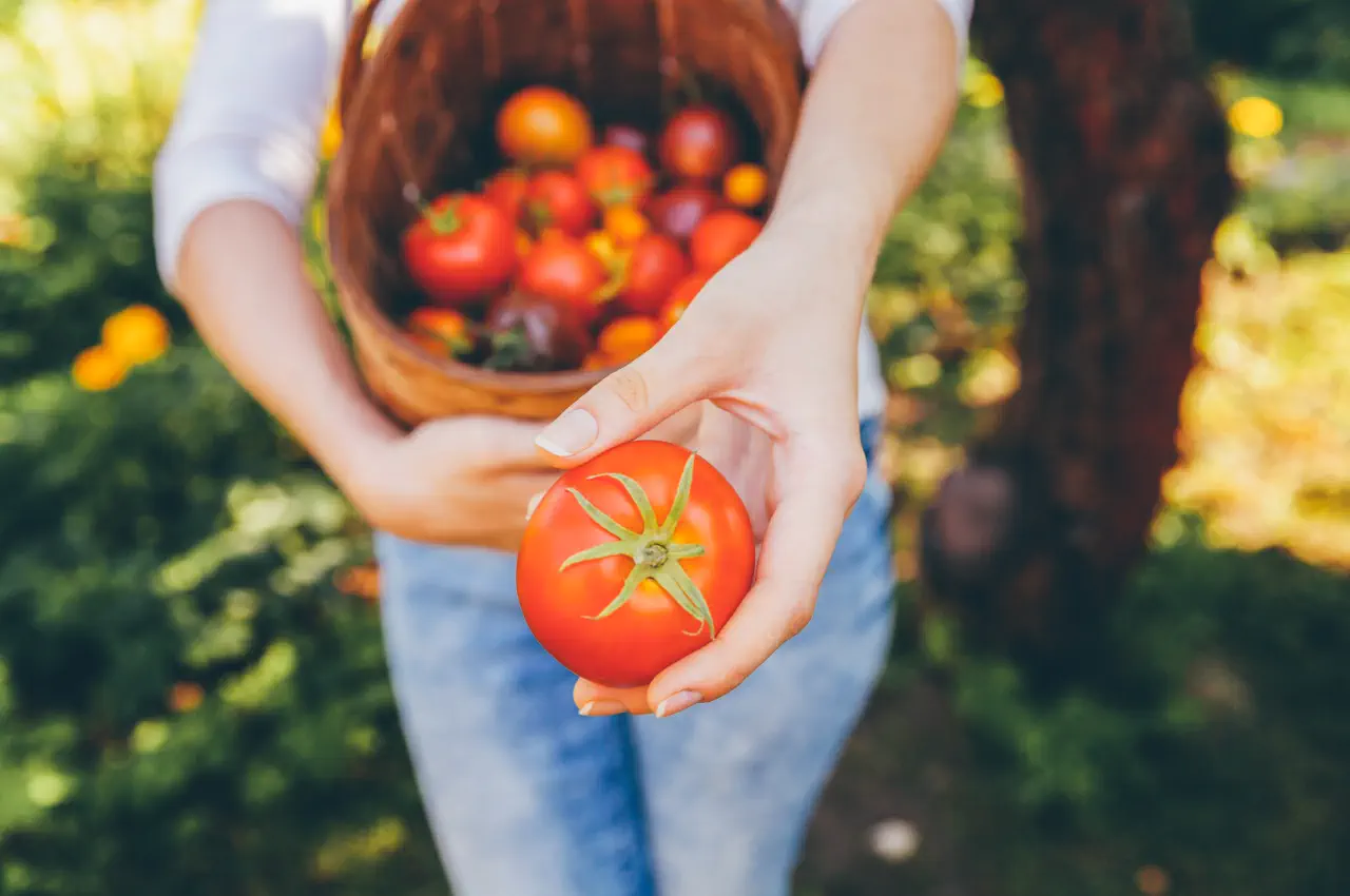 What are the sweetest tasting tomatoes?